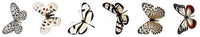 
              Studio Light - Grunge Collection - Transparent Stickers on Roll - Butterfly
            