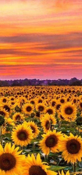 Background Scene Slimline - Sunflower